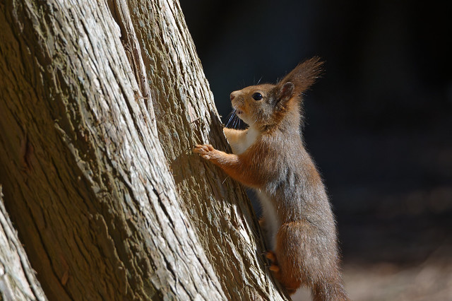 Red Squirrel (Sciurus vulgaris) Ekorre