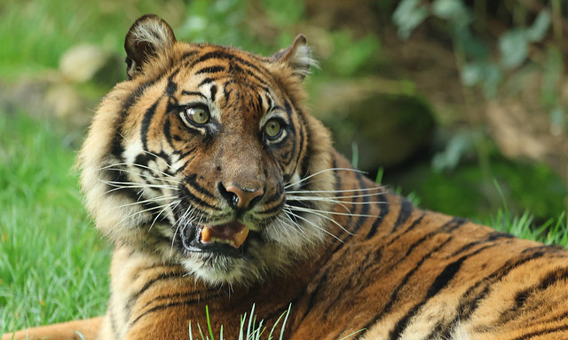 Sumatran tiger Alia Blijdorp ED8A0366