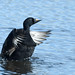 Flickr photo 'Common Scoter' by: northern_naturalist.