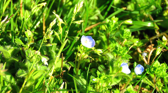 Speedwell by Ems