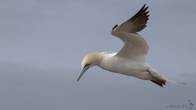 Basstölpel - Northern gannet