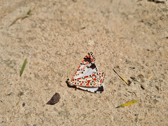 Colourful Insect - Crimson Speckled Moth