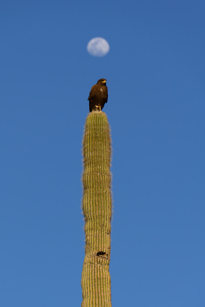 A Harris's hawk perches on a saguaro with the moon just above it on the Jane Rau Trail in McDowell Sonoran Preserve in Scottsdale, Arizona on April 2, 2023. Original: _Z724449.NEF