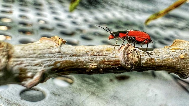 Jadera bug on a stick