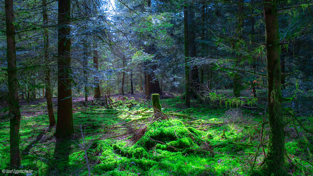 Frischer moosiger Waldboden im Frühjahr/Fresh mossy forest floor in spring  (on explore)