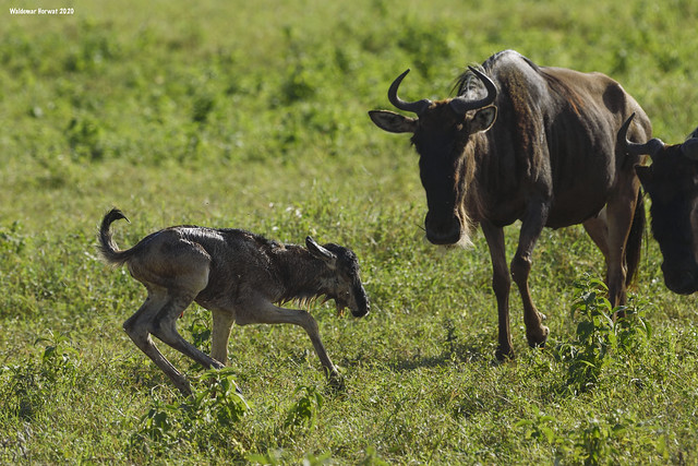 Newborn Wildebeest