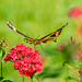 A Giant Swallowtail Butterfly Soaring Towards Penta Flowers 1 of 2