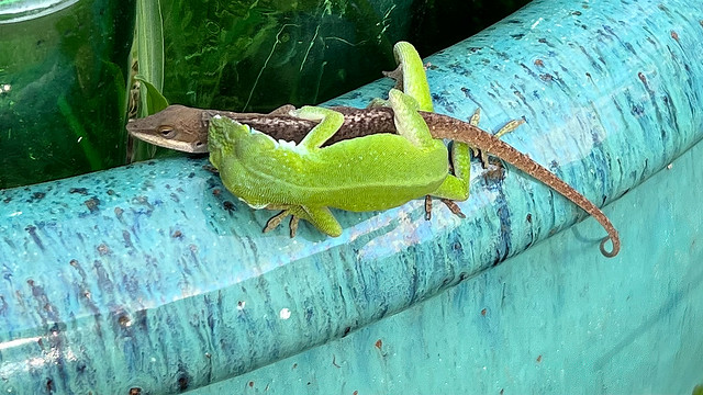 Green and brown anole