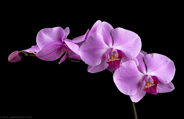 Arching Orchid
