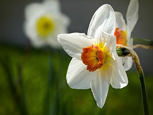 Easter 2023 Daffodils