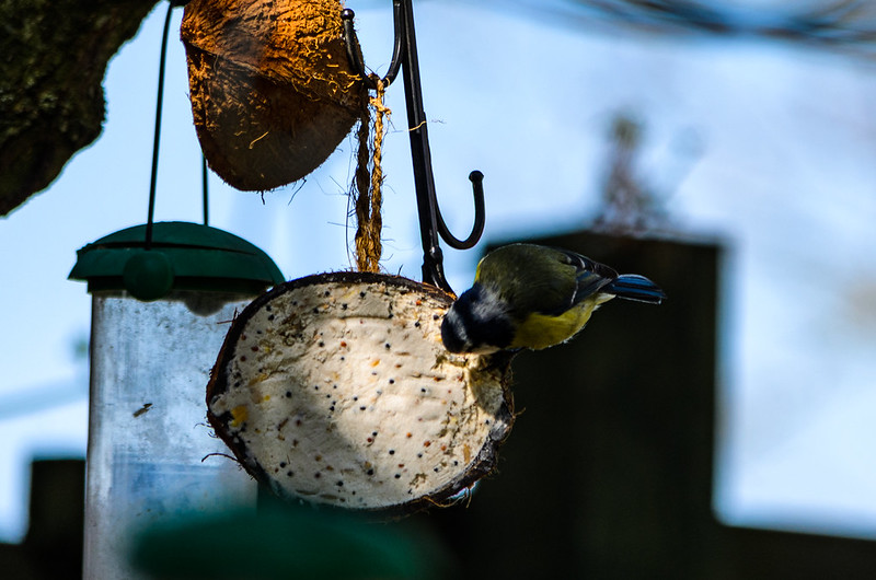Blue tit on a fat feeder, Bridgnorth