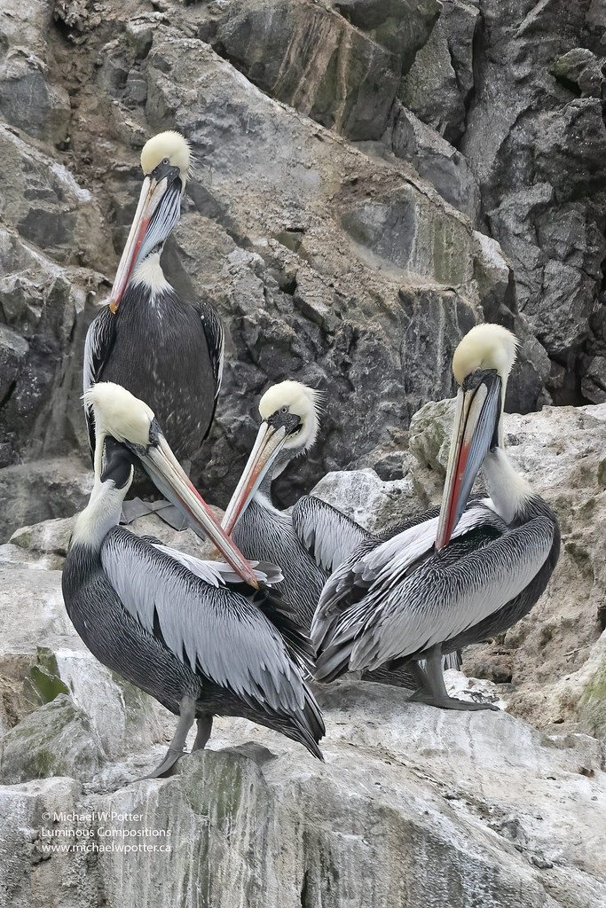 Peruvian Pelican four preening