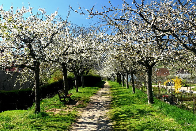 Cerisiers - Cherry trees - Kirchbäume (Kientzheim, F)