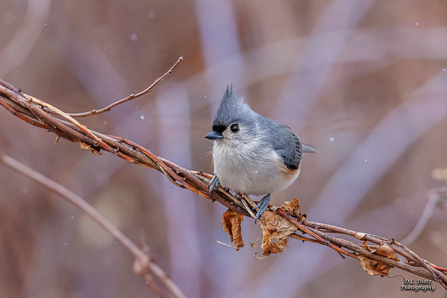 Tufted Titmouse #2 - 2022-12-17