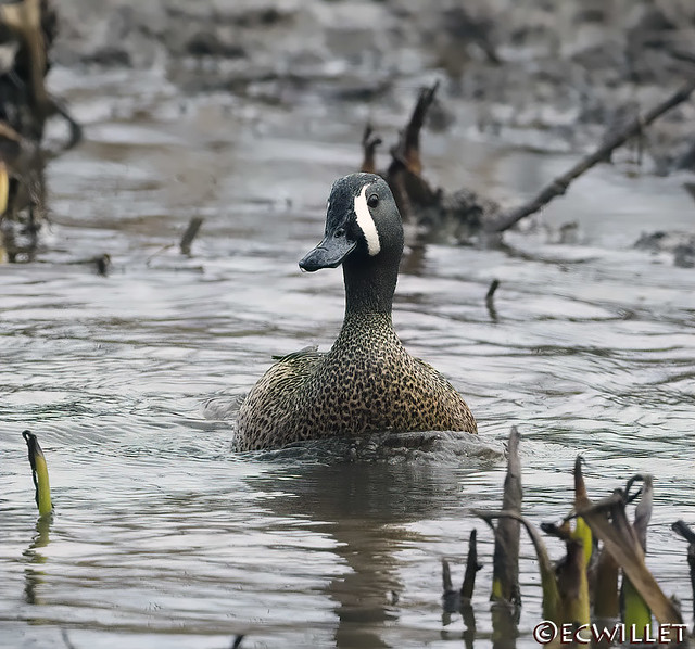blue-winged teal