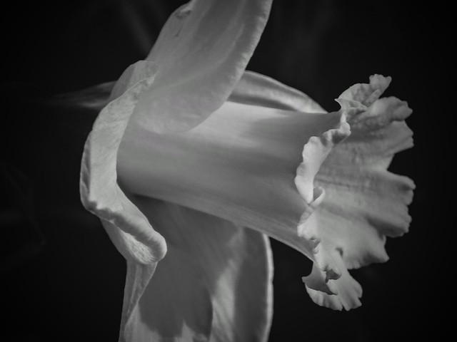 Daffodil 100