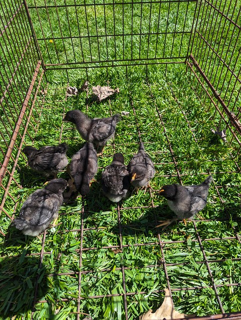 Black Sex Link Pullets - 13 Days Old