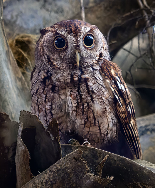 Male Screech Owl at dawn, Green Cay Nature Preserve.