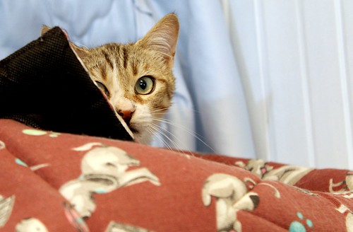 Monroe, gatito blanquipardo ojazos verdes timido y cariñoso esterilizado, nacido en Octubre´22, en adopción. Valencia.  52807907131_0bbdbaaf96