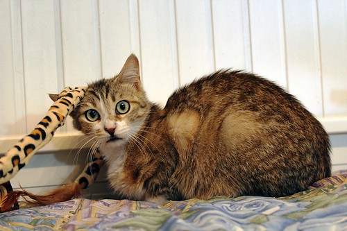 Monroe, gatito blanquipardo ojazos verdes timido y cariñoso esterilizado, nacido en Octubre´22, en adopción. Valencia.  52807907266_dd003625c1
