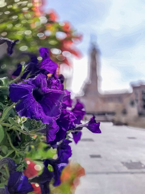 Bokeh digital flores - plaza de El Pilar (Zaragoza)
