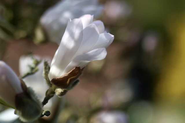 Magnolia   Roussel Stylor  135mm  F 4.5