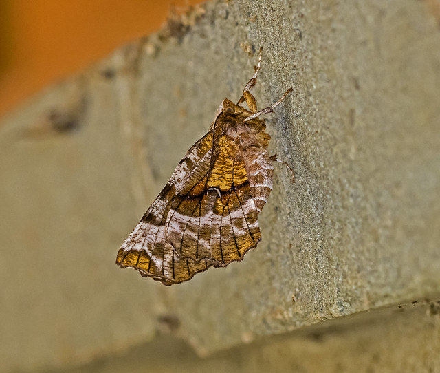 Kent's Geometer Moth - Selenia kentaria
