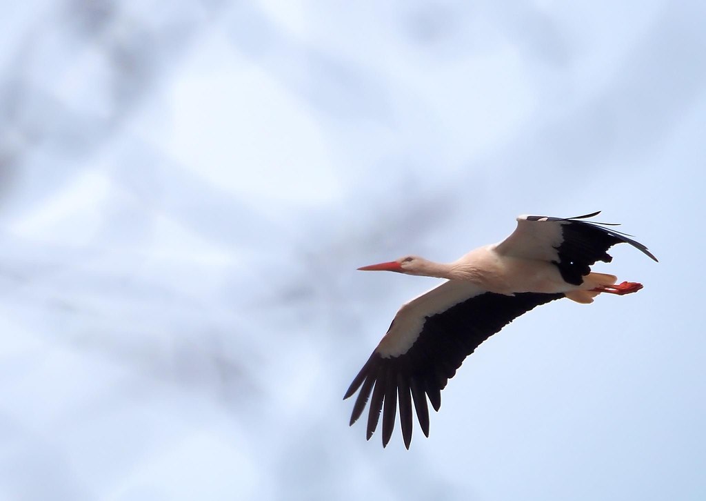 White Stork over Dalton Safari zoo.
