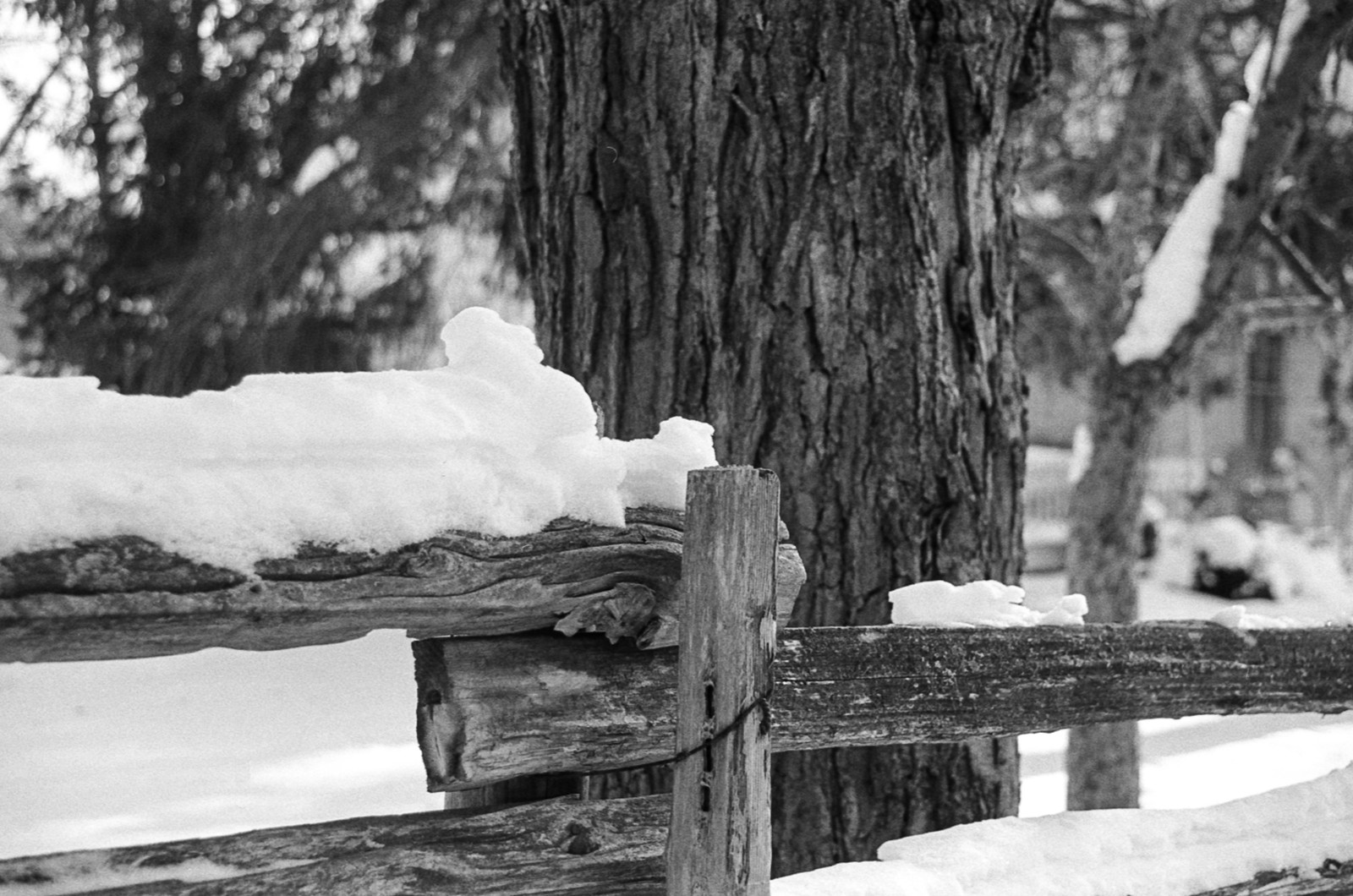 Snow on the Fence Along Bush St. Mar 2023_