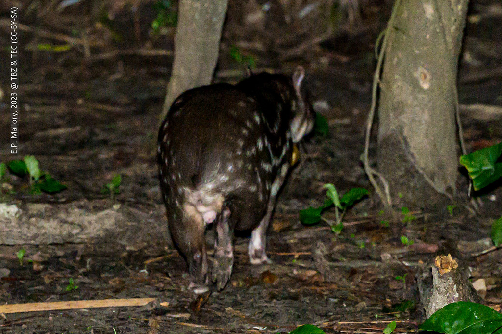 2023-02-05 TBZ-0515 Lowland paca (Cuniculus paca) on a night tour on a night tour at The Belize Zoo - E.P. Mallory