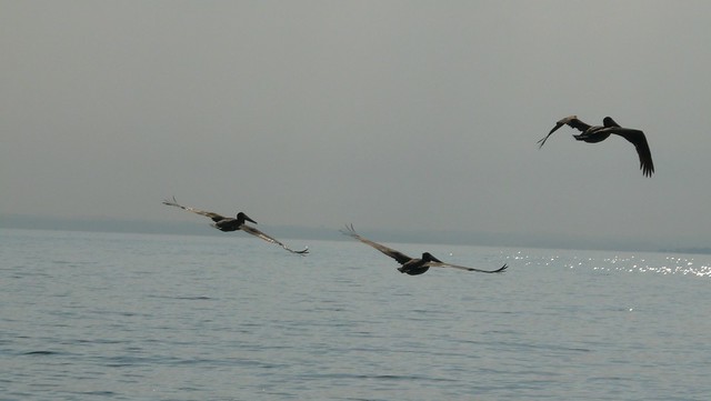 20091203_08h14Em65_De Livingston à Puerto Barrios escadrille de cormorans