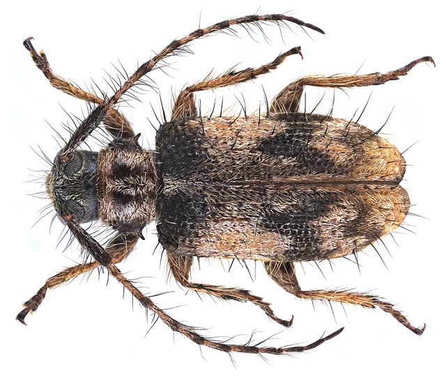 Exocentrus longipilis longipilis (Fairmaire, 1892)
