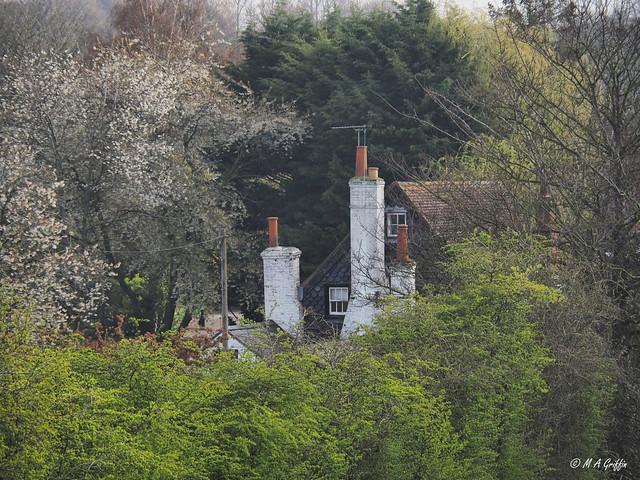 Farmhouse and Spring Treetops