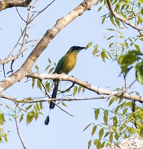 Lesson's Motmot | by PSeubert