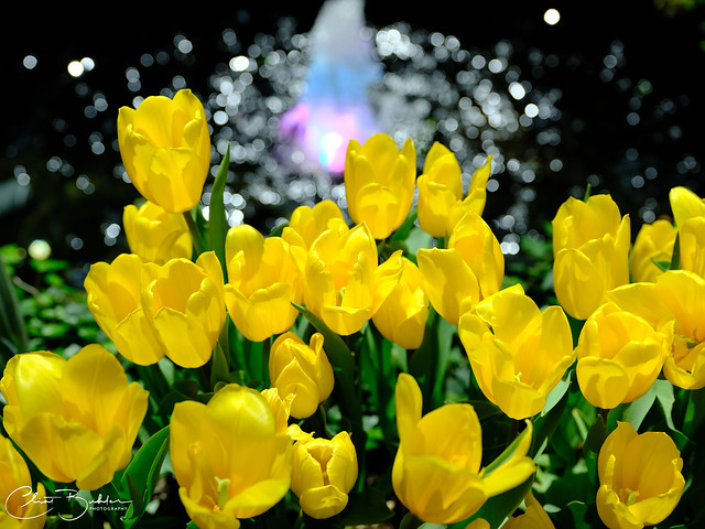 Bellagio Conservatory Tulips
