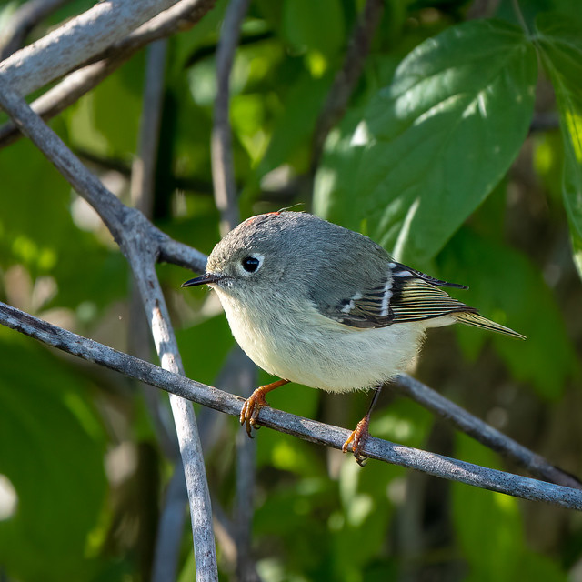 Ruby Crowned Kinglet at the Park