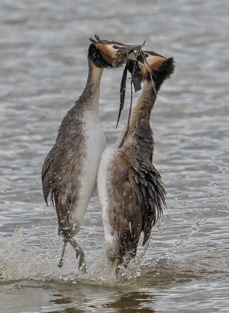 Great crested grebes weed dance