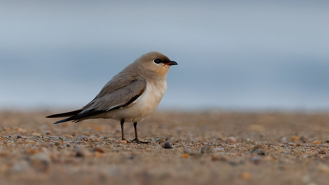 A Small Pratincole on a river bank late in the evening