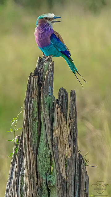 2022.09.15.8544.Z7ii Lilac-Breasted Roller