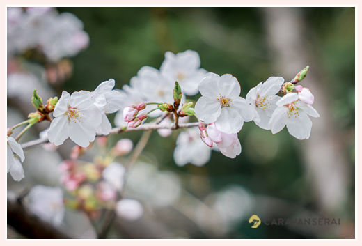 桜の花　つぼみ　2023年春
