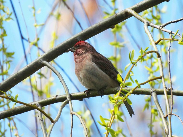 Cassin's Finch in Spring Willow Tree