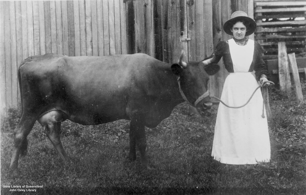 Girl leading cow in Laidley, Queensland, 1900 -1910