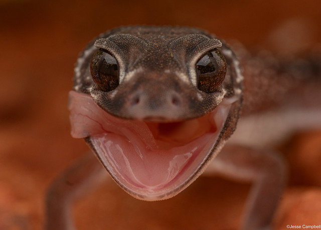 Smooth Knob-tailed Gecko (Nephrurus levis).