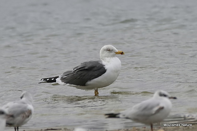0S8A3617. Lesser Black-backed Gull (Larus fuscus) Ad-w