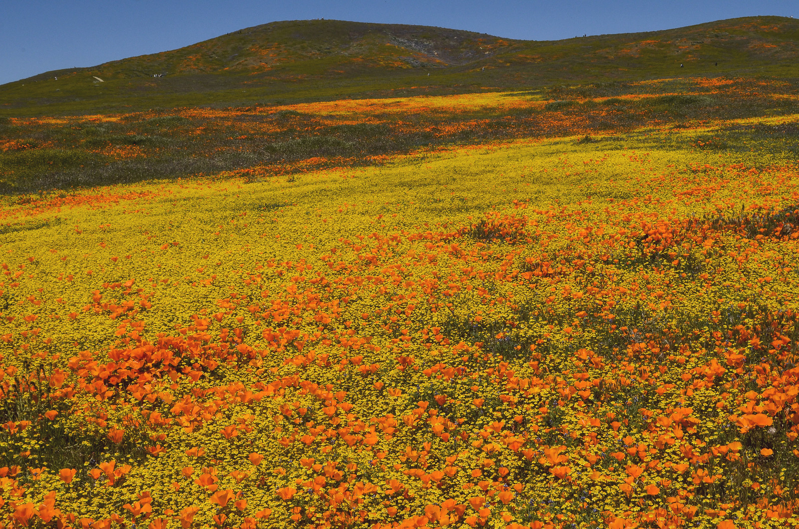 California wildflower superbloom