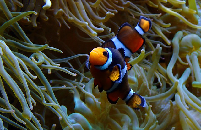 Amphiprion ocellaris - Anemonefish or Common Clownfish - Poisson-clown à trois bandes ou Poisson clown ou Poisson anémone ou Poisson-clown ocellé - 02/01/19