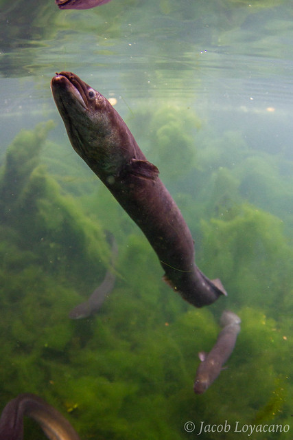 New Zealand Longfin Eel