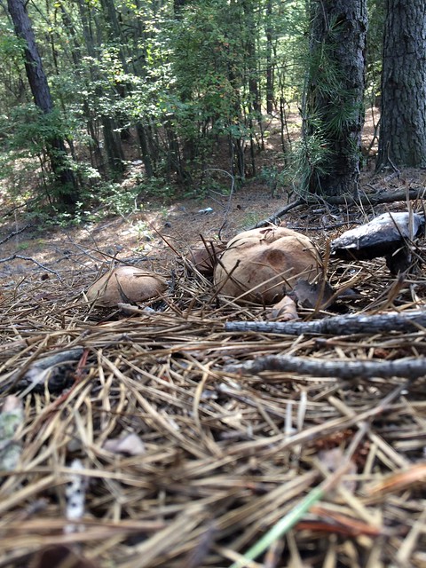 Rock, debris and mushrooms