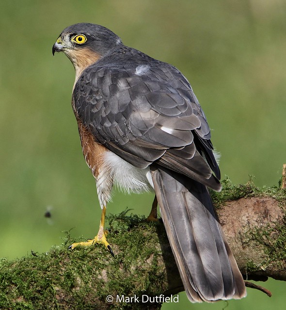 Sparrow Hawk. (Male)