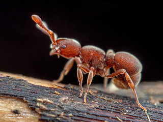 Ant (Discothyrea sp.) - P4086285